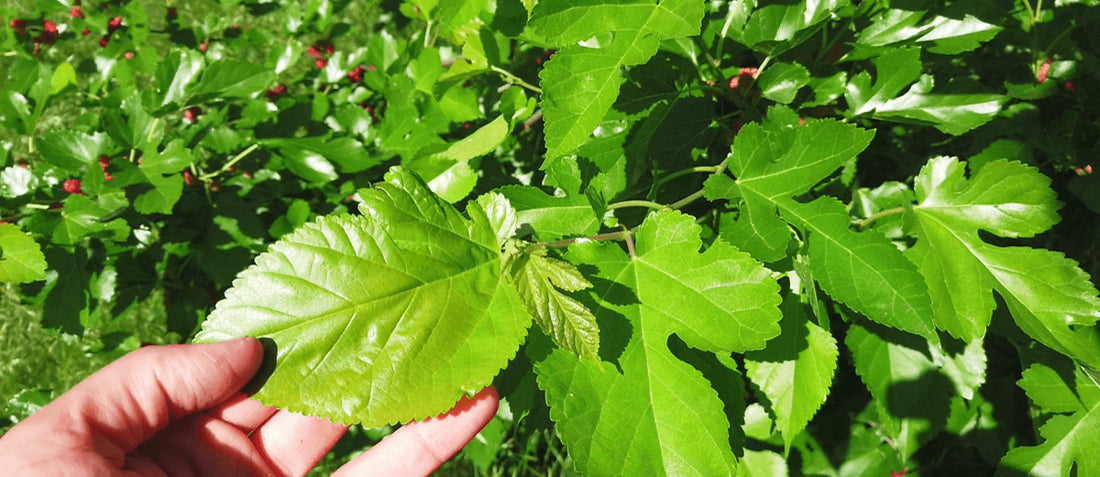 Health Benefits of Mulberry Leaves