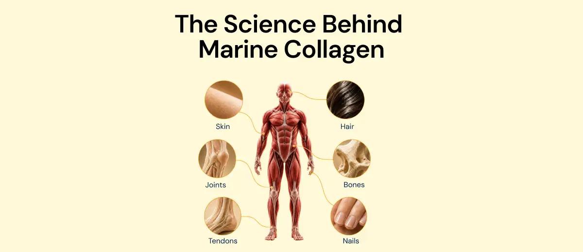 The Science Behind Marine Collagen — Does It Really Work for Skin, Hair and Ageing?