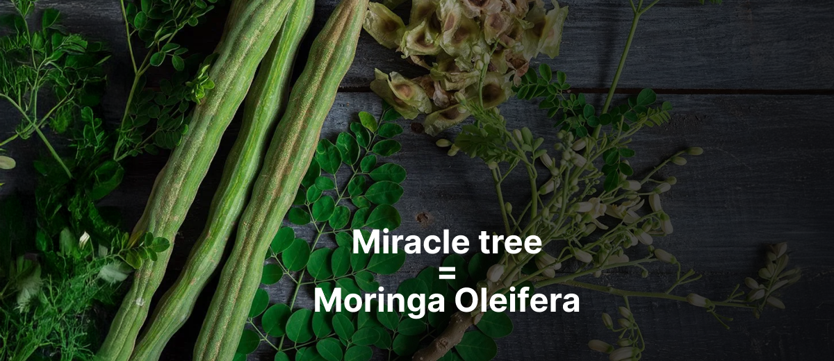 Moringa Oleifera: Benefits, Uses, and Its Role in Managing Diabetes
