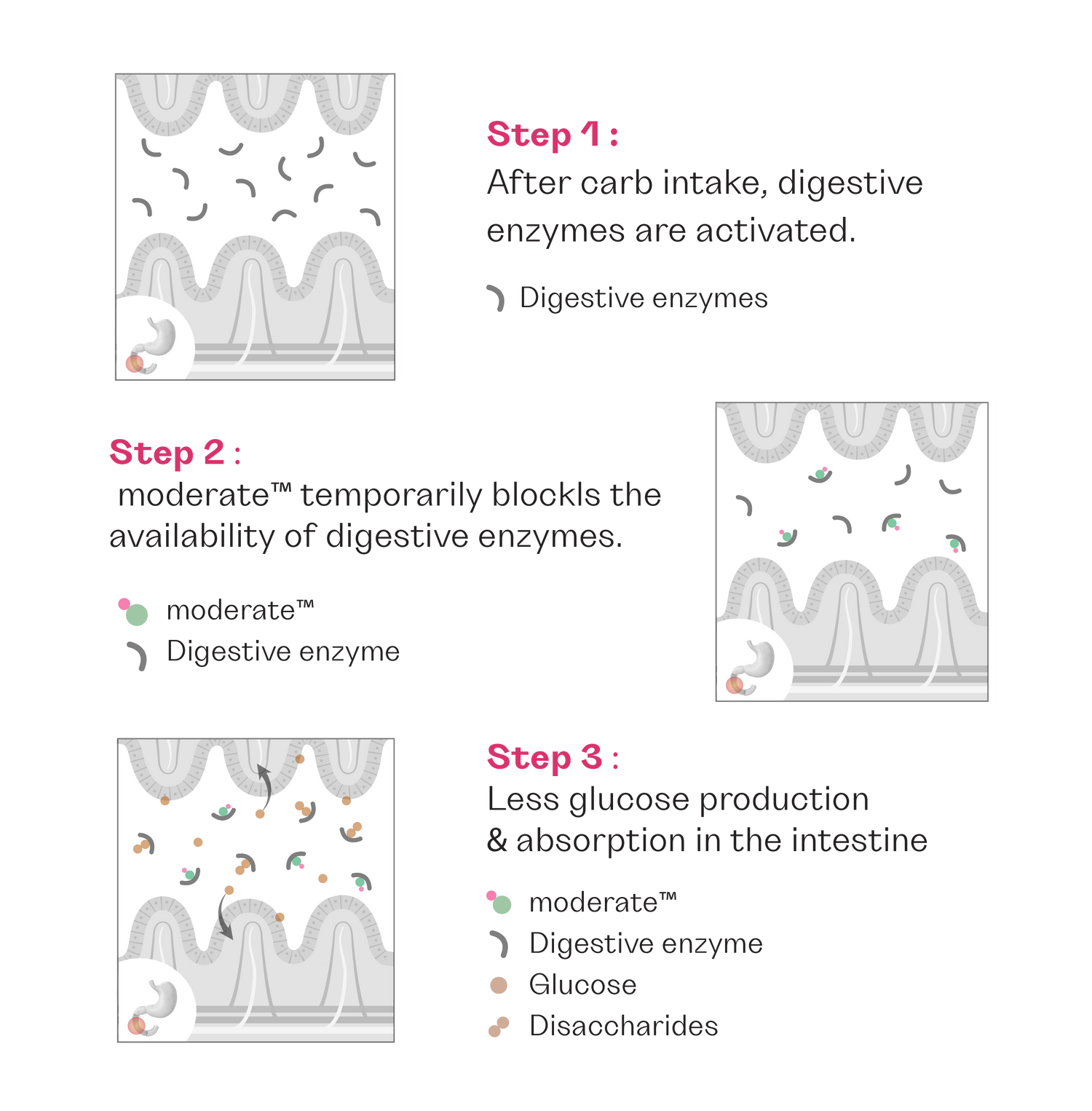 How_Moderate_works_in_the_body_step_by_step_process